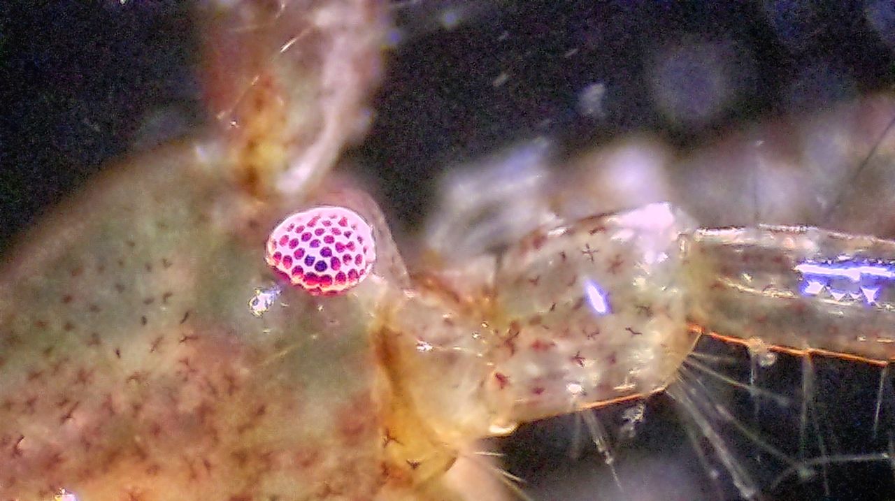 Un minuscolo abitante degli scogli: anatomia e biologia di un anfipode marino